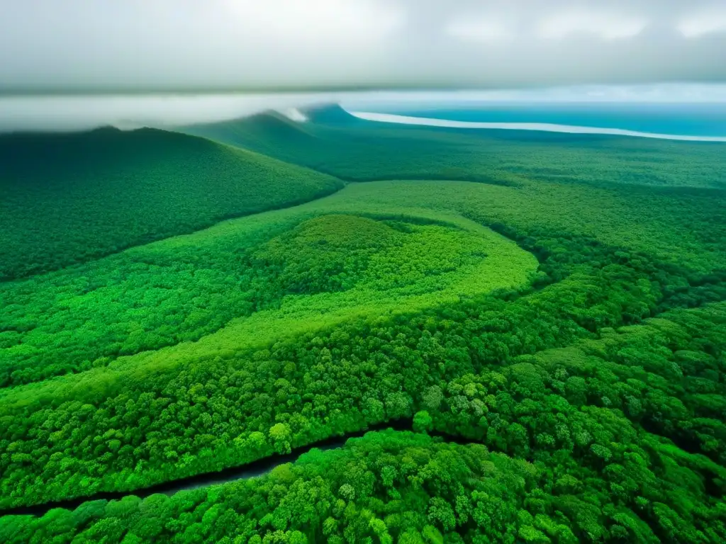 Esplendor verde: Daintree Rainforest desde las alturas Esplendorosa vista aérea de la exuberante Carretera de la Selva Australia, con el resplandor del sol entre el dosel verde